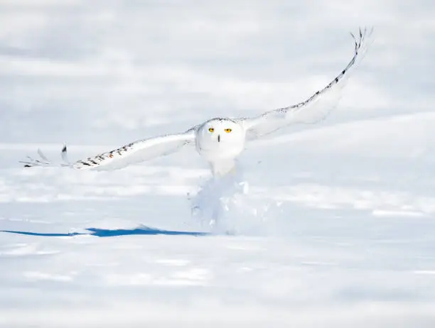 Snowy owl, bubo scandiacus, in flight. Rare bird.