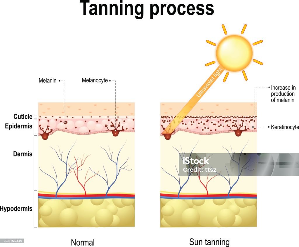 Tanning process. Skin. Human anatomy Tanning process. When ultraviolet light waves touch melanocytes, they begin to increase the production of melanin. The skin becomes dark color Skin stock vector