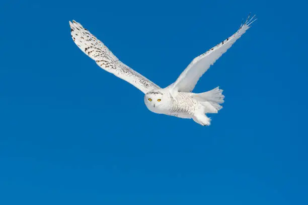 Snowy owl, bubo scandiacus, in flight. Rare bird.