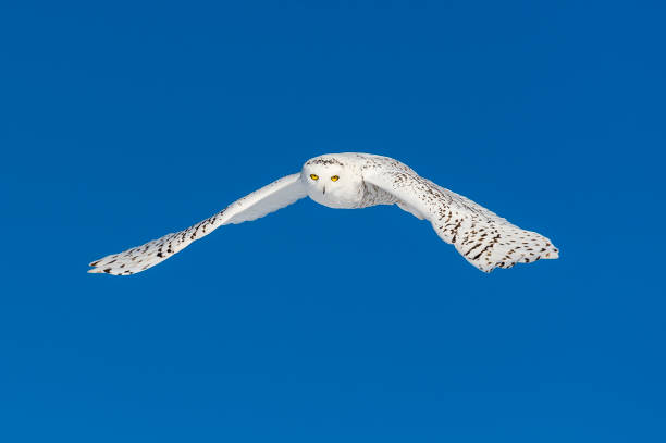 istock Snowy Owl, bubo scandiacus, bird in flight, blue sky 645165110