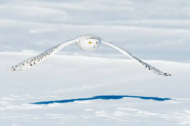 Snowy owl, bubo scandiacus, in flight. Rare bird.