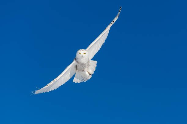Snowy Owl, bubo scandiacus, bird in flight, blue sky