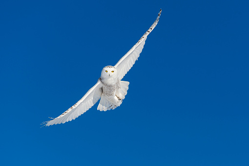 Snowy owl, bubo scandiacus, in flight. Rare bird.