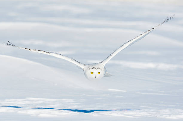 istock Snowy Owl, bubo scandiacus, bird in flight 645165126