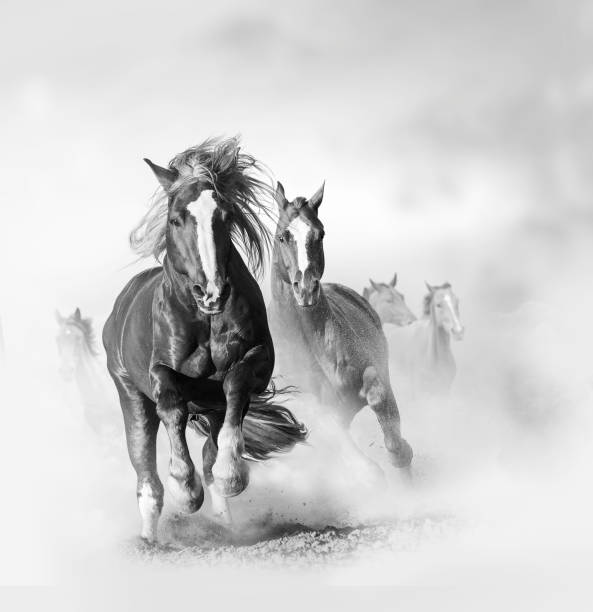 caballos salvajes en tonos monocromáticos - draft horse fotografías e imágenes de stock