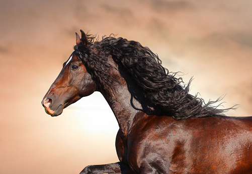 beautiful running andalusian stallion with flowing mane on a wind