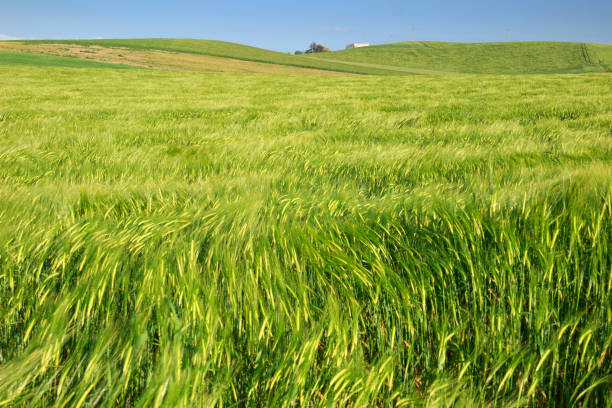 springtime.between pouilles et la basilicate : paysage vallonné avec des champs de blé verts. italie. - sweet grass photos photos et images de collection