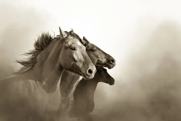portrait of three mustang horses in sunset  bw
