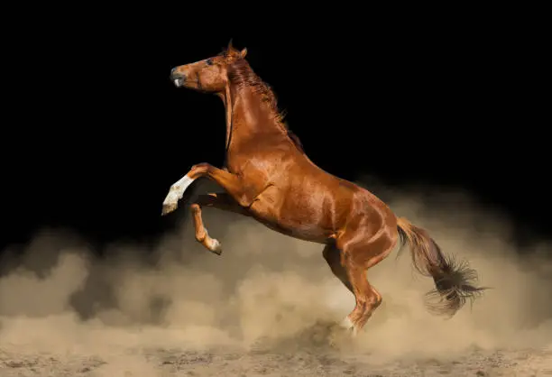 Photo of chestnut horse in the dust