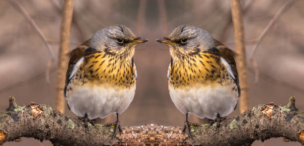 istock Mirror image of serious bird thrush on old tree branch in spring 645169366