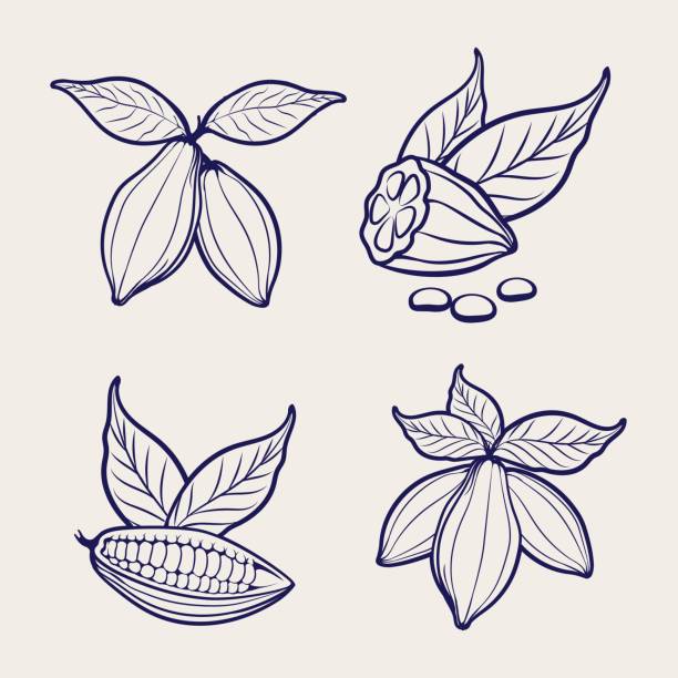 ilustraciones, imágenes clip art, dibujos animados e iconos de stock de bosquejo de granos de cacao y hojas - polvo de cacao