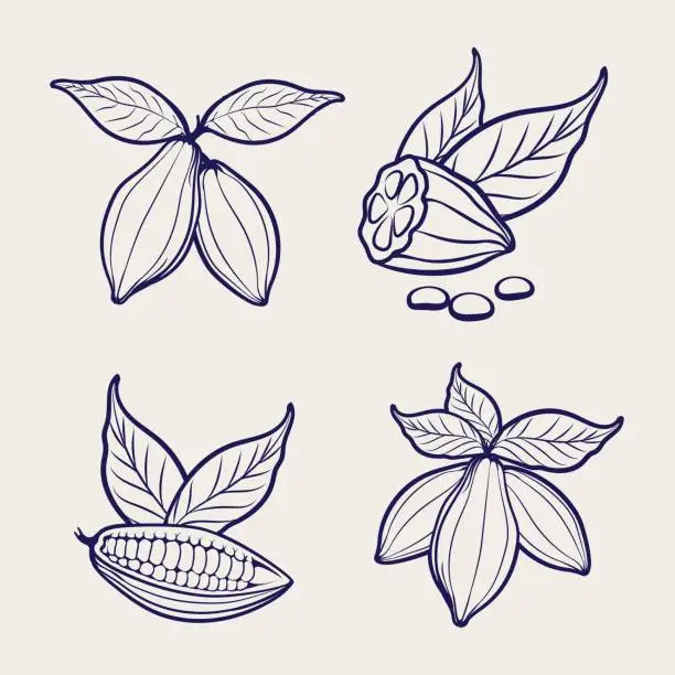 Vector illustration of Sketch of cocoa beans and leaves