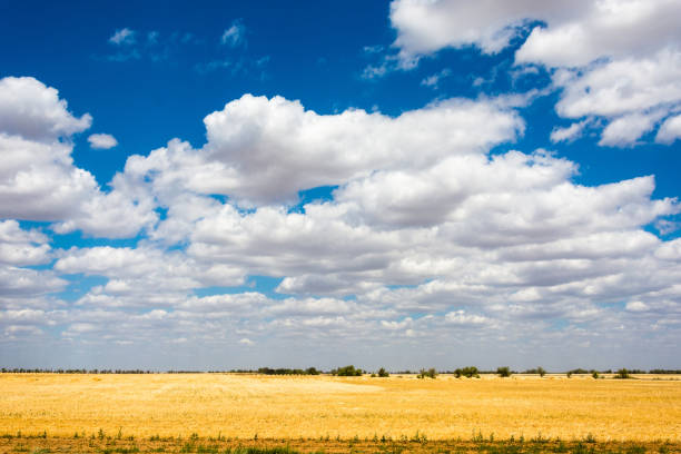 istock Bright yellow field and cloudy sky. 645172262