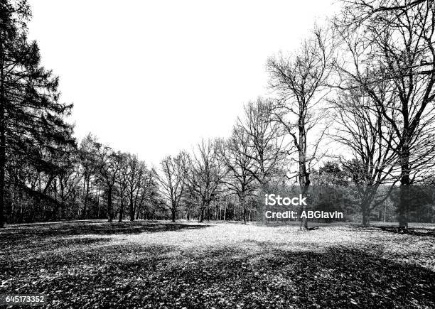 Sketsa Sudut Lebar Hitam Dan Putih Taman Pohon Musim Semi Di Kebun Raya Moskow Foto Stok - Unduh Gambar Sekarang