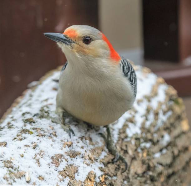 istock Woodpeckers in winter from Kentucky 645179998