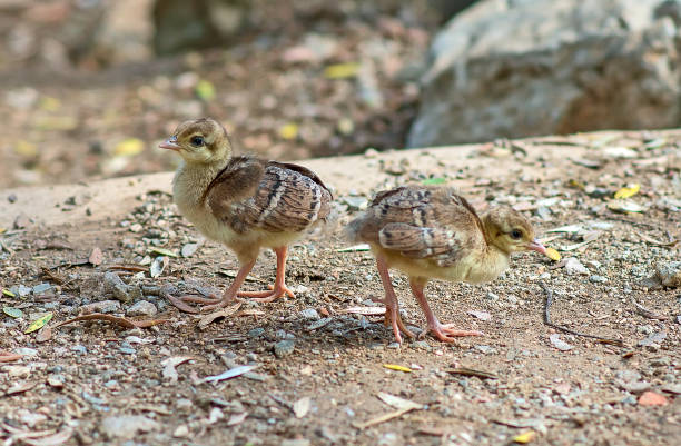 Two little indian peafowl. Two little indian peafowl. ruddy turnstone stock pictures, royalty-free photos & images