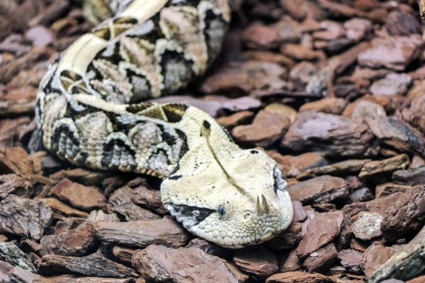 istock close up of horn nosed snake 645182930