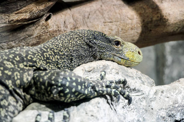 istock close up of a lizard on rock 645183072