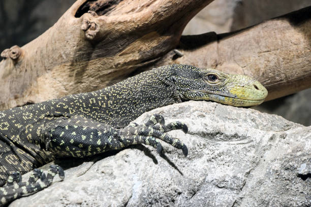 istock close up of a lizard on rock 645183126