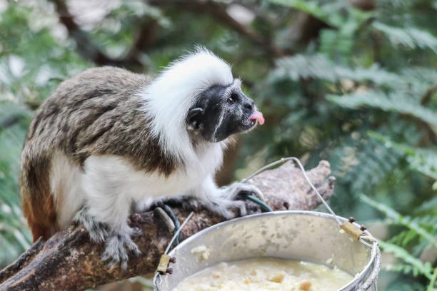 A Couple of Capuchin Monkeys are eating fruit together They appear to be friends. Shot in Knysna in South Africa during April 2017.