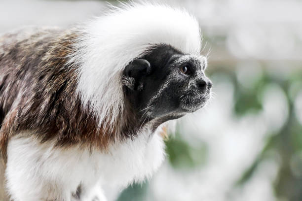 A very rare and cure cotton top tamarin