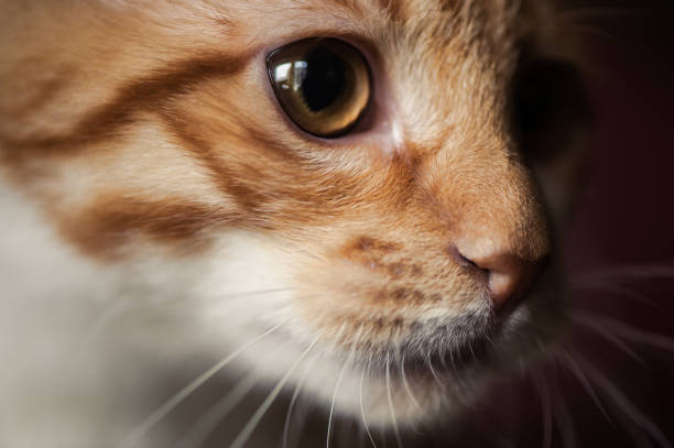 istock Cute little red kitten. Macro picture 645183392