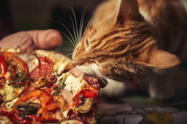 istock Little red kitten is eating big pizza 645183418