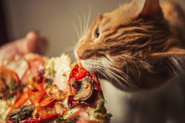 istock Little red kitten is eating big pizza 645183430