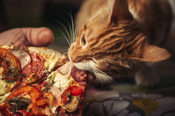 istock Little red kitten is eating big pizza 645183432