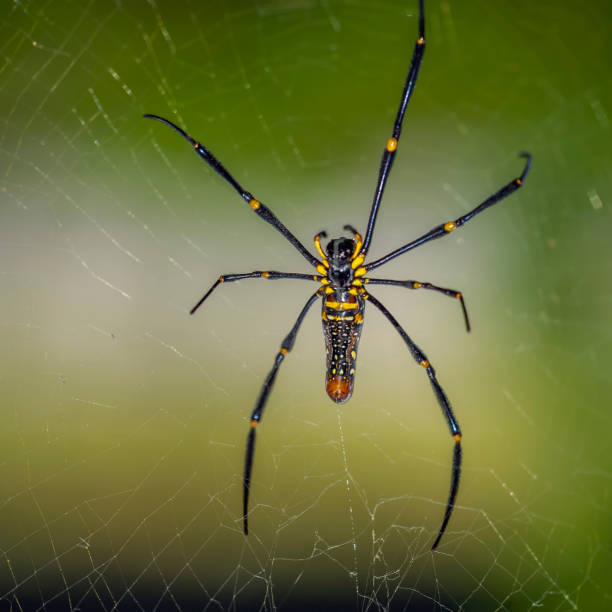 istock Jungle of Thailand. Spider  pilipes Nephila. 645186366