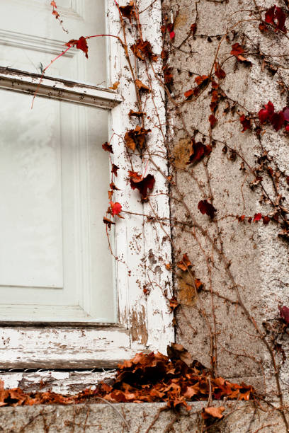 istock white vintage romantic window with red ivy leaves 645193324