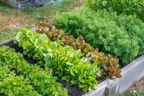 Community Garden Rows of green vegetables grow an urban community garden community vegetable garden stock pictures, royalty-free photos & images