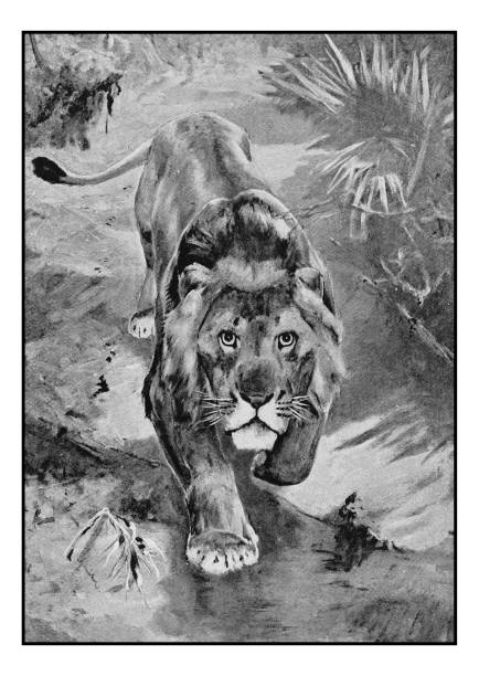 istock Antique photo of paintings: Lion 645203422