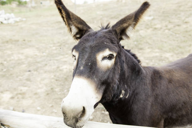 istock Brown donkey farm in nature, animals 645204034