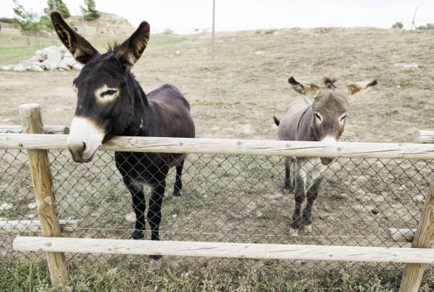 istock Brown donkey farm in nature, animals 645204048