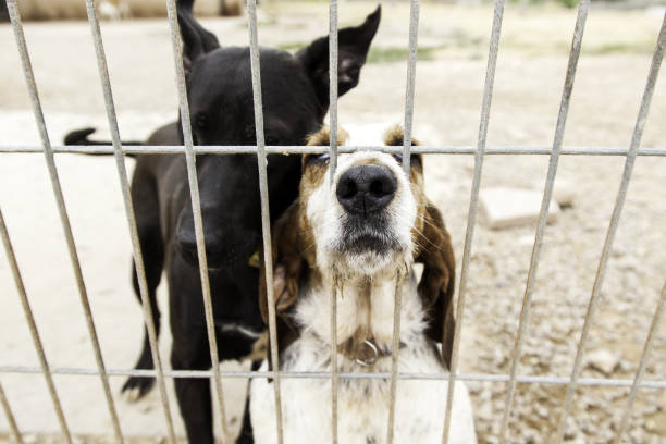 istock Locked kennel dogs abandoned, sadness 645204446