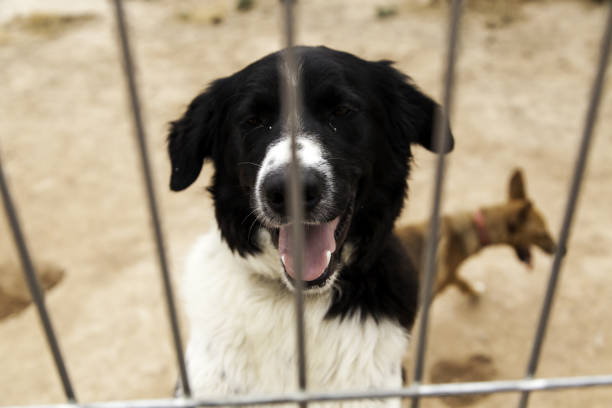 istock Locked kennel dogs abandoned, sadness 645204466