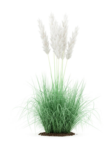 istock ornamental grass plant isolated on white background 645207536