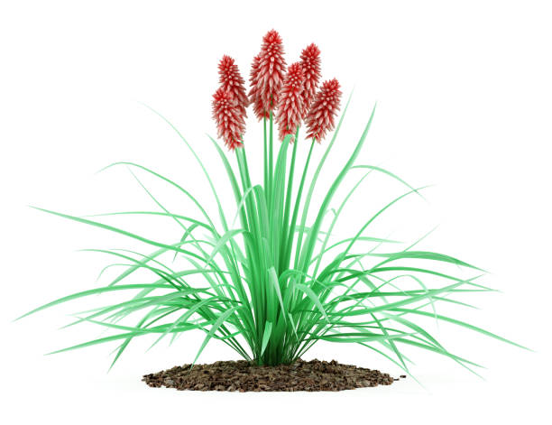 istock kniphofia plant isolated on white background 645207616
