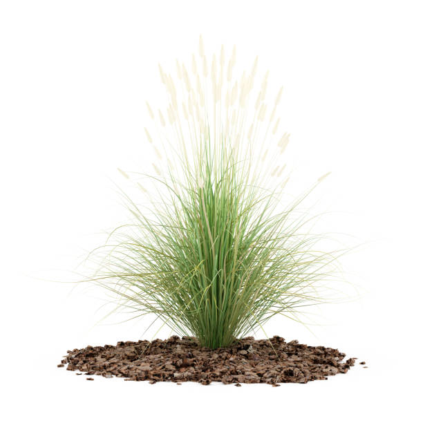istock ornamental grass plant isolated on white background. 3d illustration 645207656