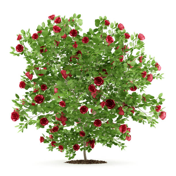 red rose shrub plant isolated on white background. 3d illustration