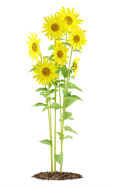 istock sunflowers plant isolated on white background. 3d illustration 645207978