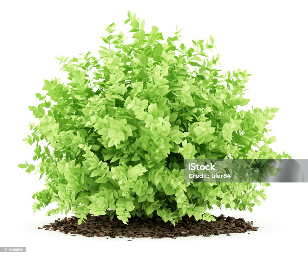 small boxwood plant isolated on white background. 3d illustration Bush Stock Photo