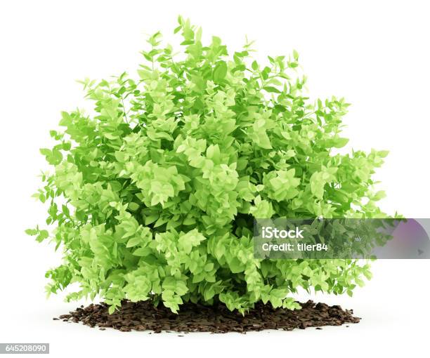 Small Boxwood Plant Isolated On White Background 3d Illustration Stock Photo - Download Image Now