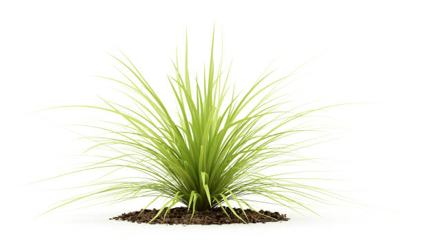 istock yucca plant isolated on white background. 3d illustration 645210328