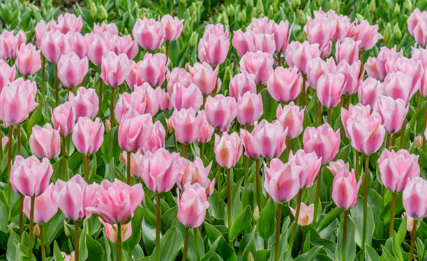 istock Pink tulips in bloom. Spring landscape. Flowers background 645210558