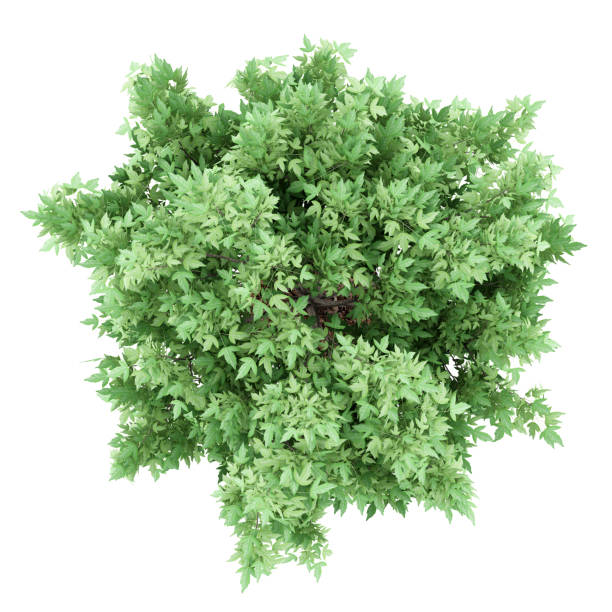 istock top view of amur maple tree isolated on white background. 3d illustration 645210586