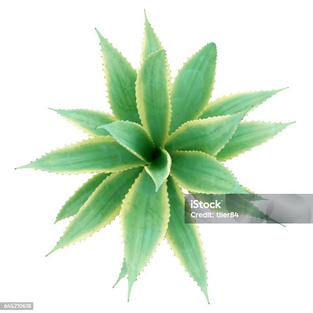 Vista Superior De La Planta De Aloe Aislado Sobre Fondo Blanco Ilustración 3d Foto de stock y más banco de imágenes de Áloe