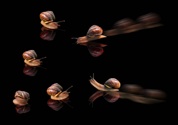 A war concept picture of isolated snails with generated wavy reflections on a black background: fighting against each others.