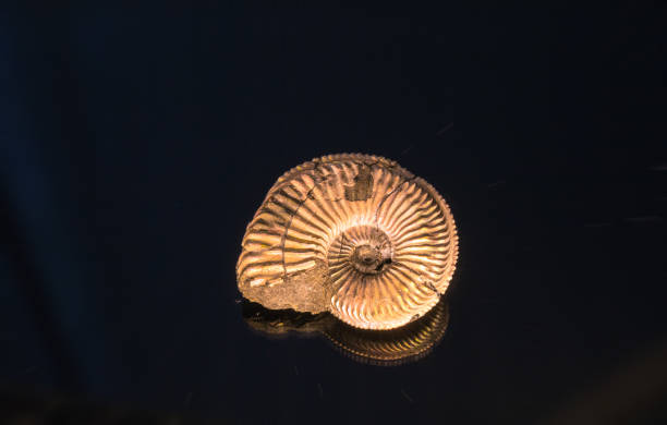 istock Isolated ammonite with shirt generated reflections on black glassy background 645211482